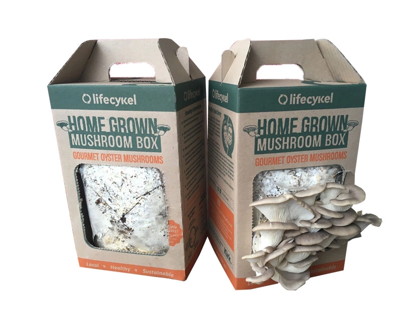 mushroom-packaging-boxes